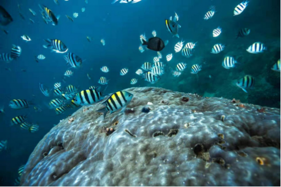 蜈支洲岛潜水怎么样适合去考潜水证的地方