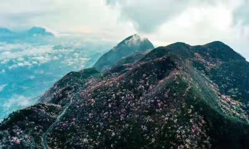 图为崇阳龙泉山樱花