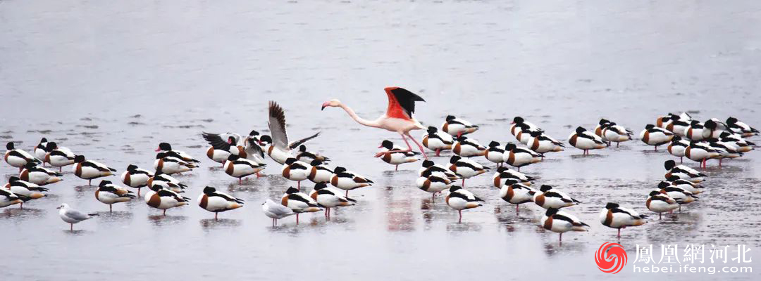 (火烈鸟和翘鼻麻鸭)