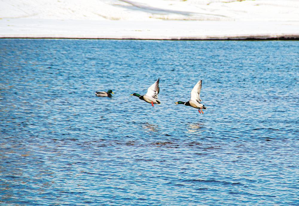 长春市伊通河水面出现了成群的绿头鸭