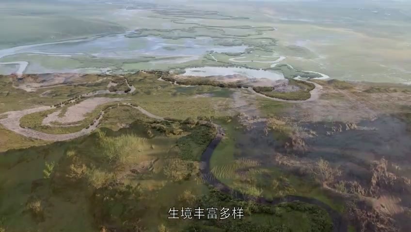8K超高清纪录片《草原，生灵之家》3月8日开播