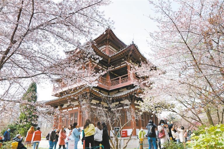 游客在青龙寺景区观赏樱花（资料照片） 记者 谢伟 摄