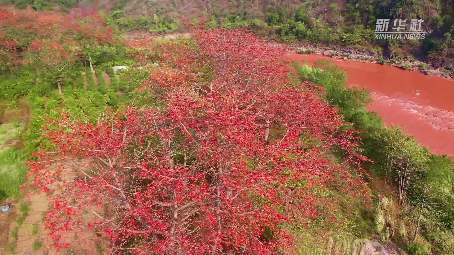 千城胜景｜云南元江：三月阳春暖 攀枝花正艳