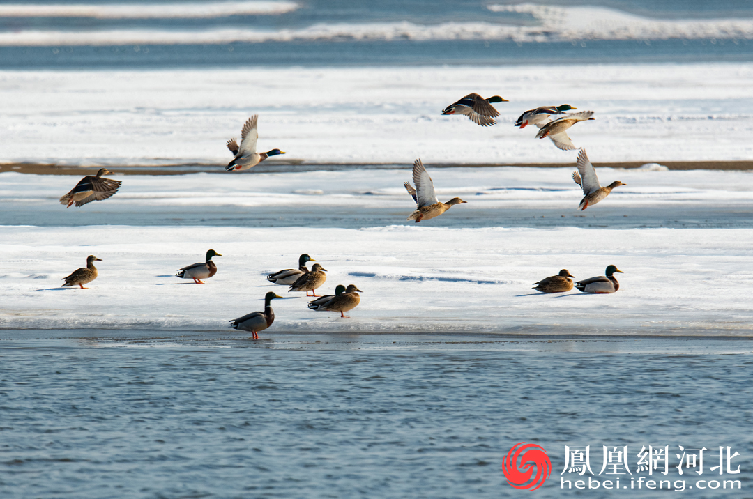 (绿头鸭 斑嘴鸭)