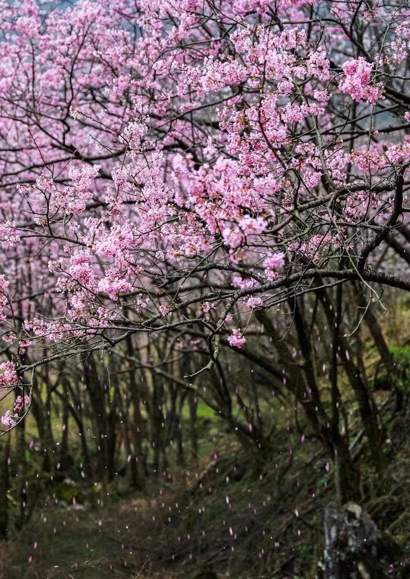 图为崇阳白崖山古樱花群
