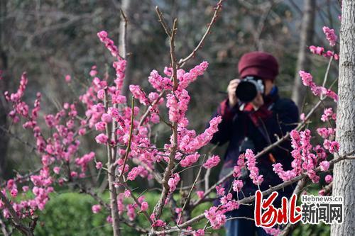 3月10日，市民在石家庄民心河畔欣赏盛开的红梅。近日，石家庄市内各公园、街角的红梅竞相开放，为市民带来春天的气息。 河北日报记者田明摄