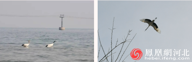 “警官，丹顶鹤掉海里了”：秦皇岛北戴河新区民警救助野生动物