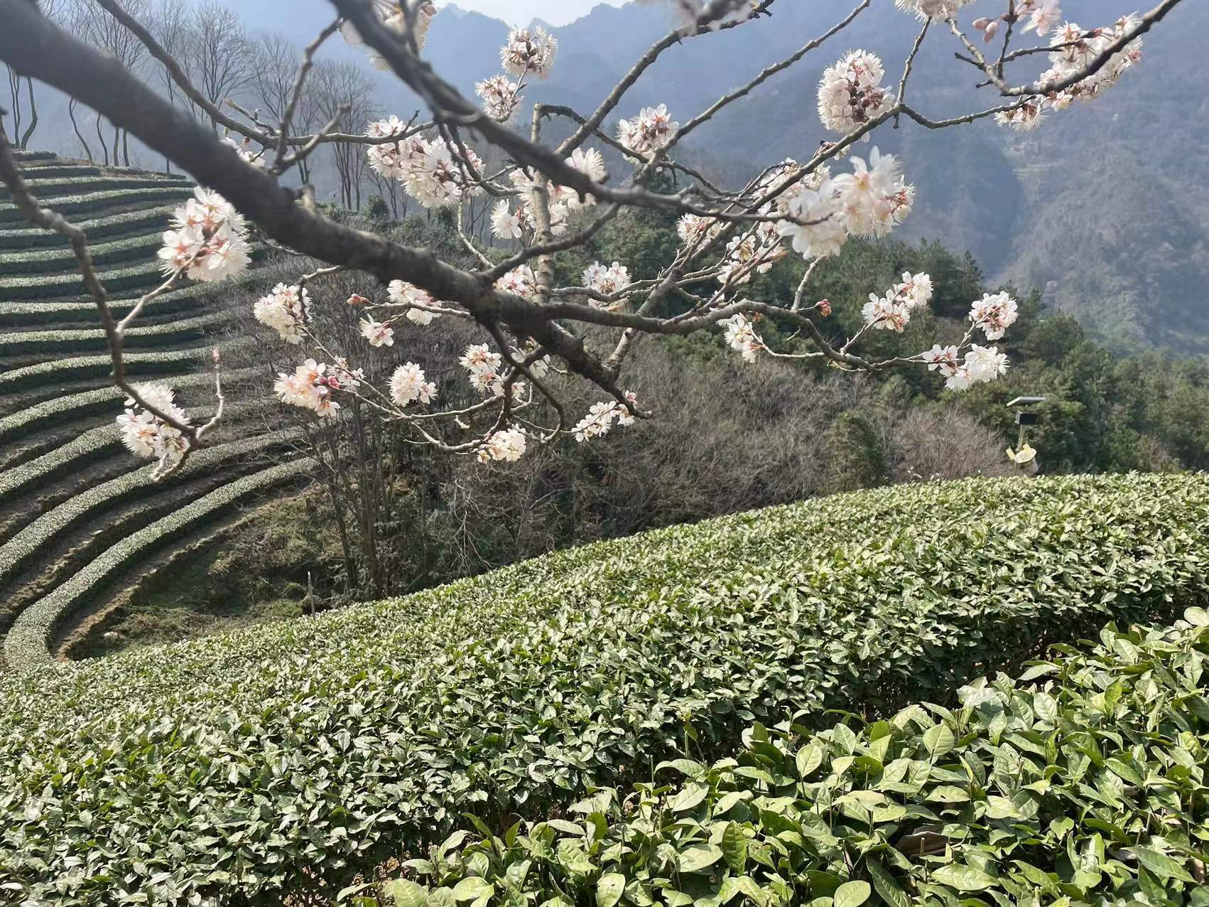 花有约春不误 我在武当八仙观等你！