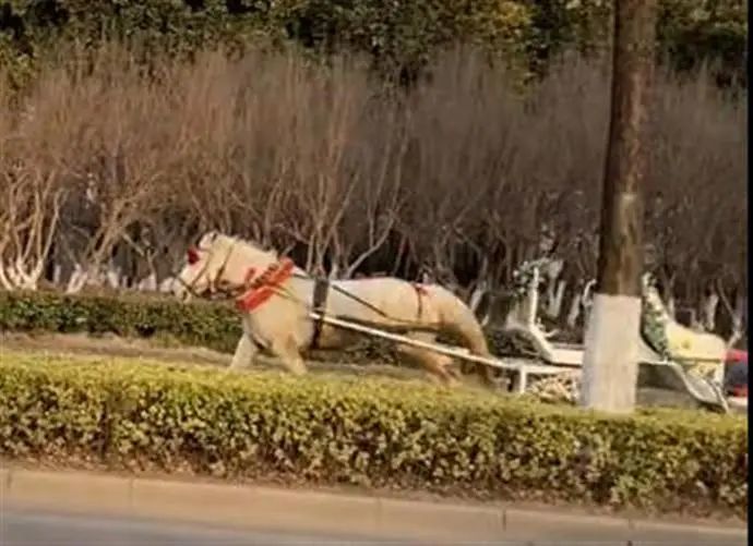 暴走逆行，徐州街头惊现一匹“野马”