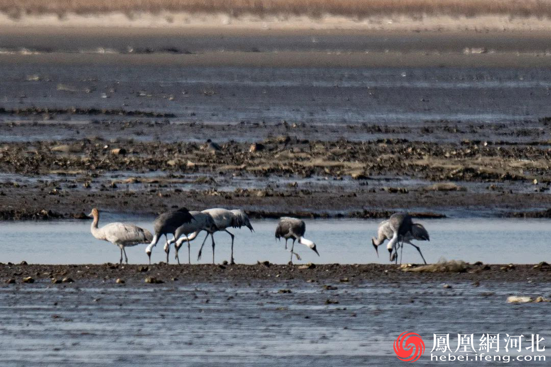 (白头鹤、灰鹤)
