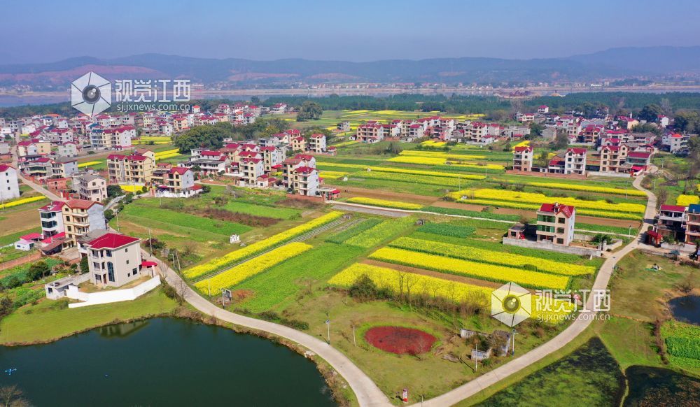 江西泰和洲头田园如画图