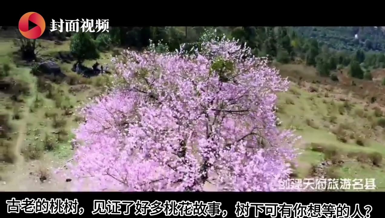 花开四川｜冕宁县灵山寺后桃花下可有你想等的人？