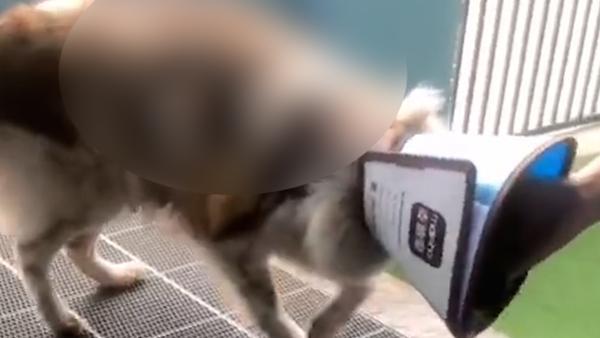 哺乳期流浪狗被男子用开水烫伤，宠物医院：情况严重