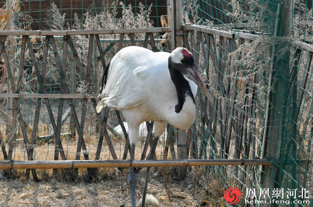 受救助的丹顶鹤