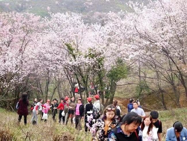 图为崇阳樱花谷