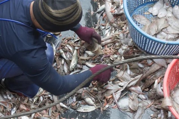 为什么史前动物那么巨大 现在却这么小？都是人干的