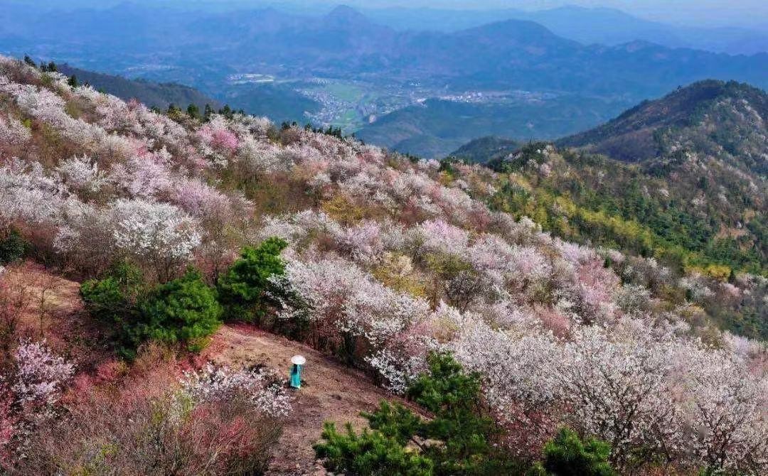 图为崇阳粉红色樱花谷