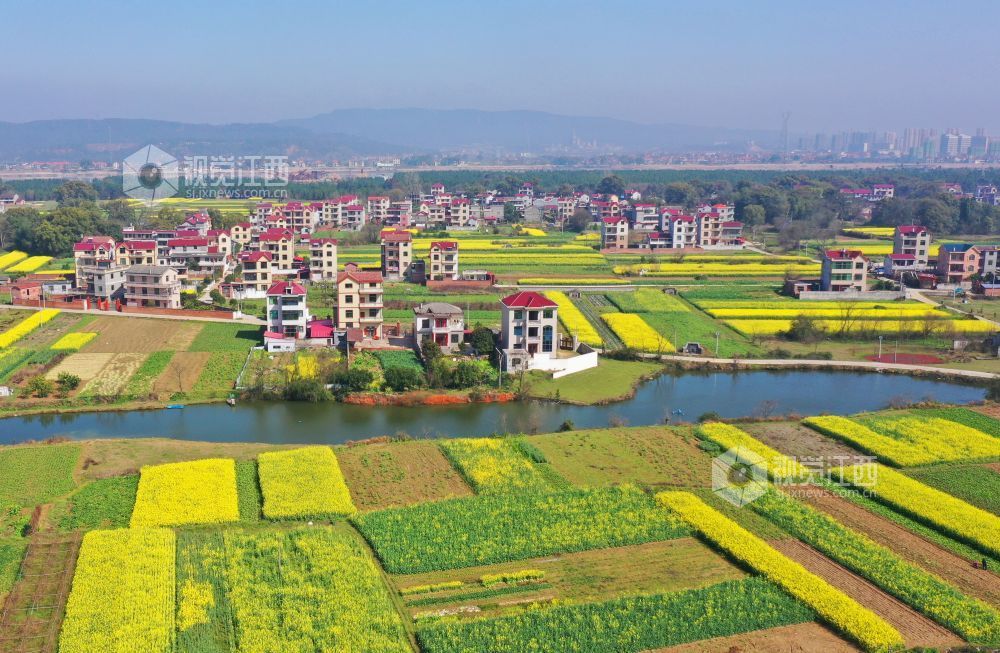 江西泰和洲头田园如画图