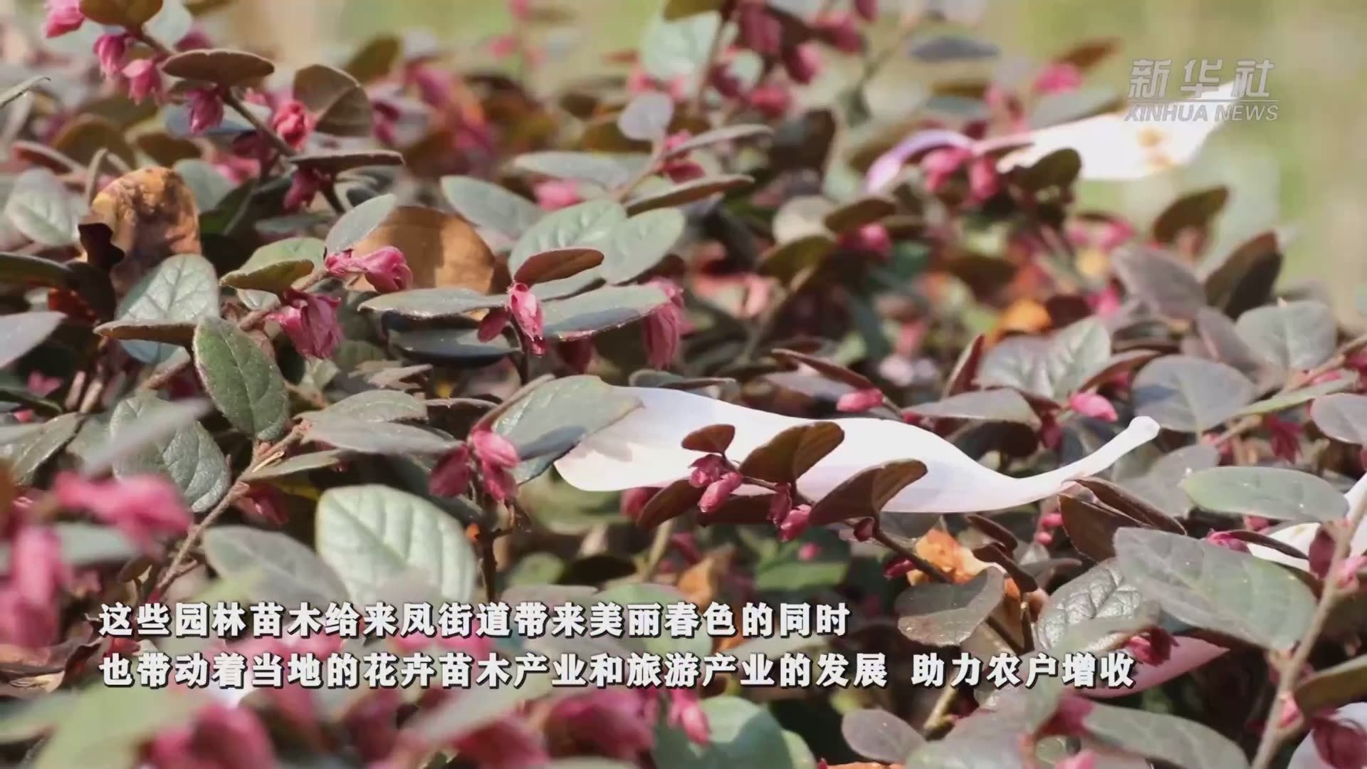 重庆璧山:春暖花开"凤来仪"