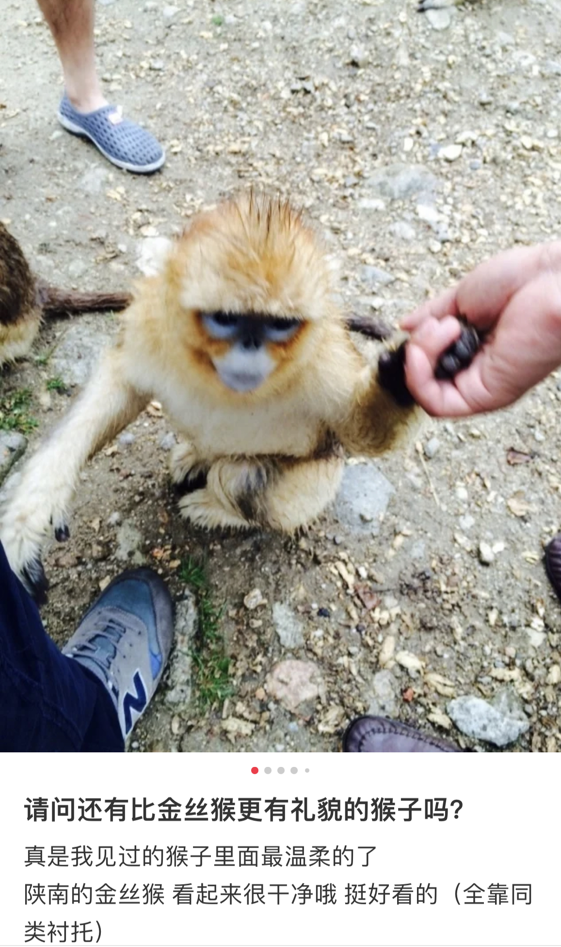 一位博主发布的与金丝猴握手的照片