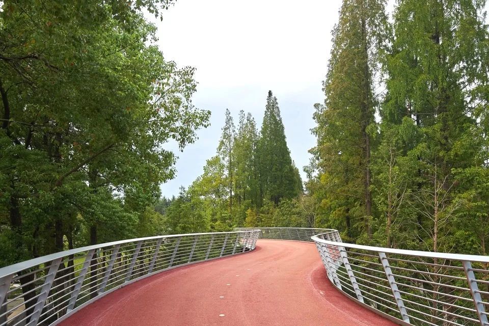 即使江阴绿道是架空的,公园里的树木仍然用傲人的高度为步道遮挡阳光