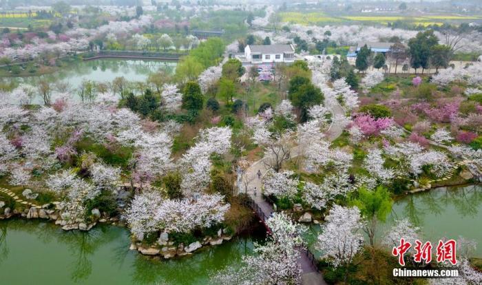 资料图：航拍荆门沙洋县曾集镇雷都村“樱花部落”景区。张畅 摄