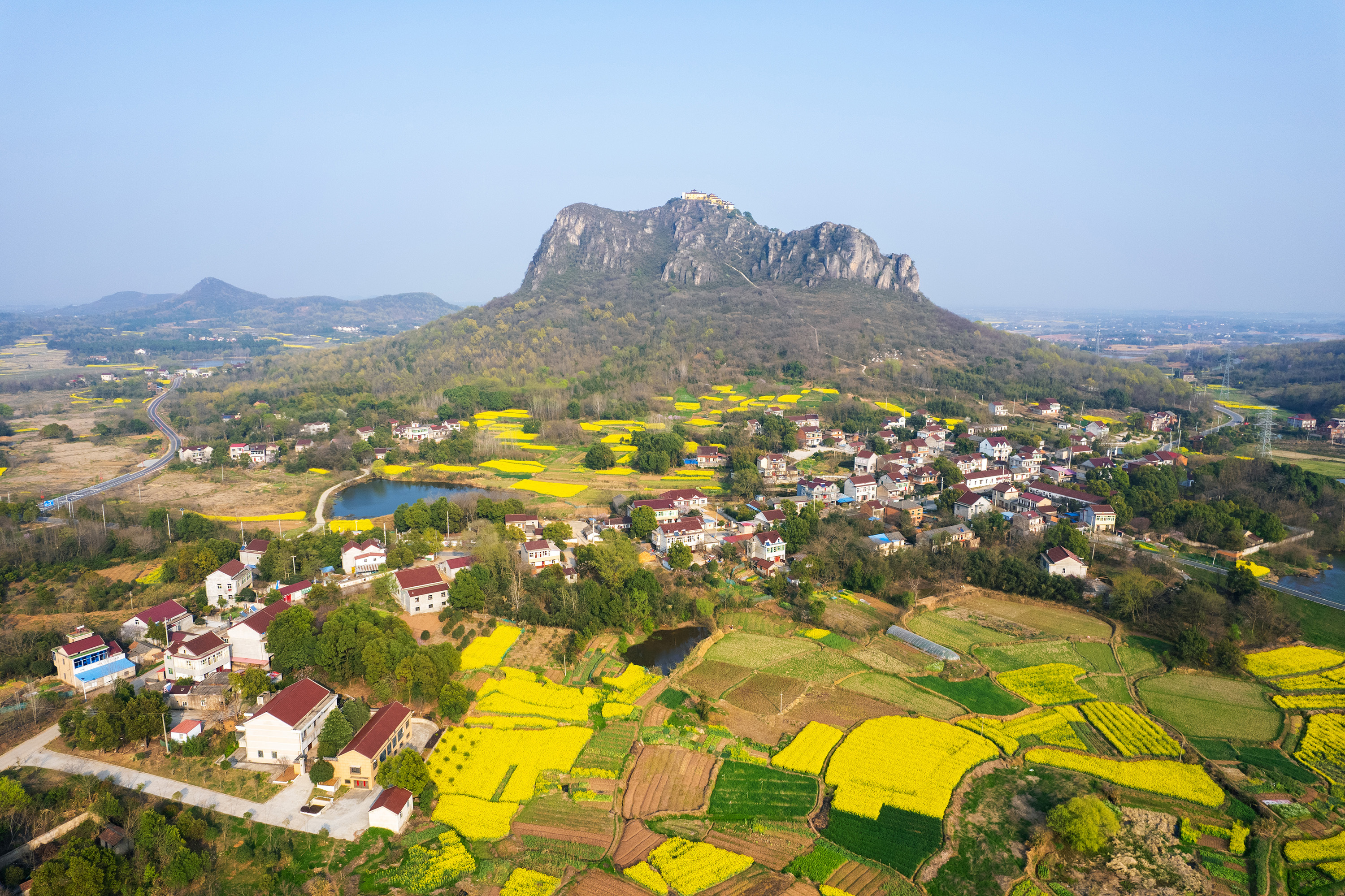 安徽庐江油菜花开春满园
