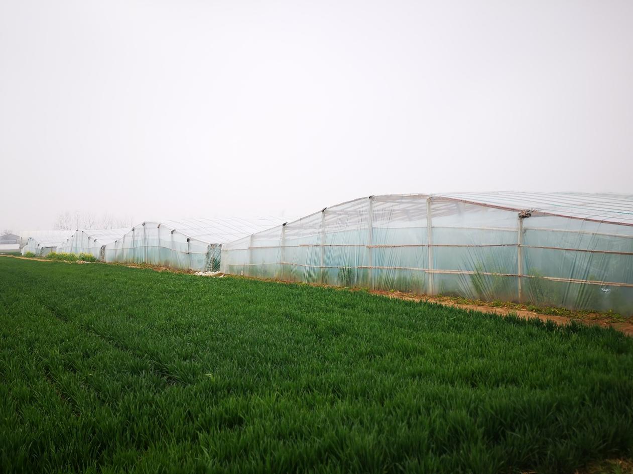 图为羊肚菌种植大棚外景.贾震 摄