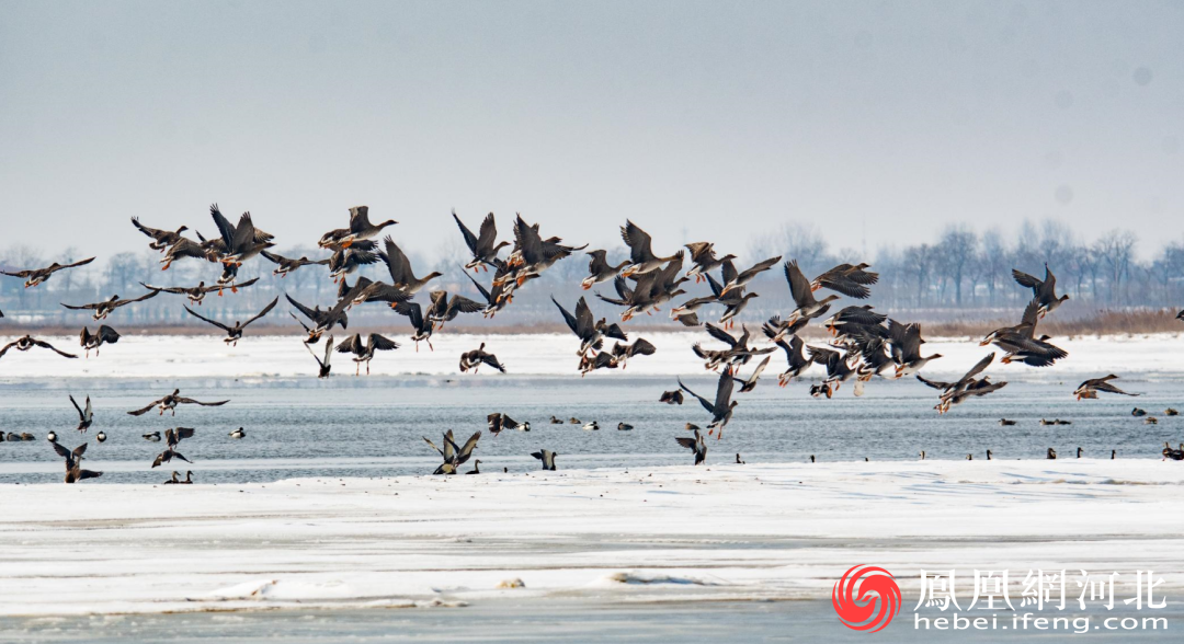 秦皇岛北戴河新区知遇新区爱我家乡系列报道七里海