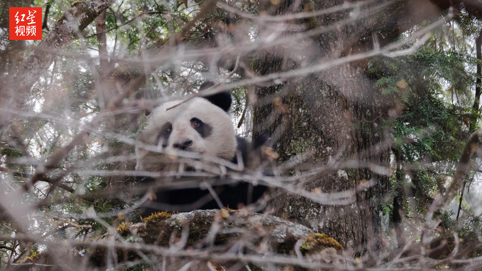 幼崽长成自立门户四川唐家河再次拍摄到野生大熊猫