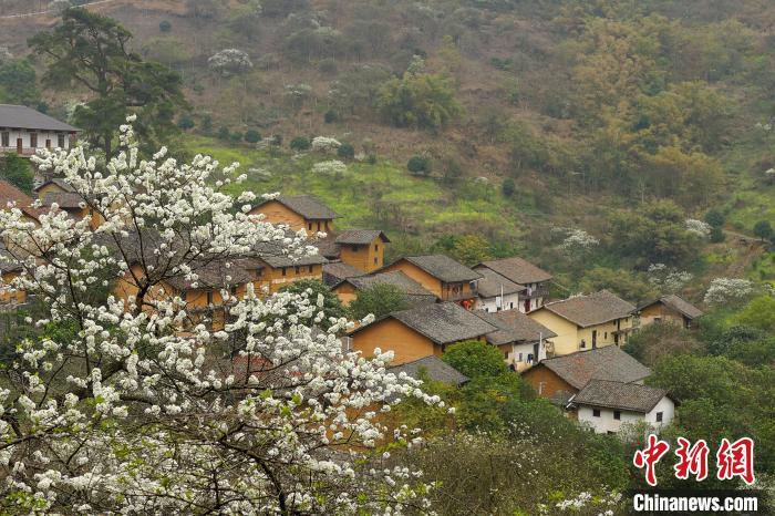 广西北部山村李花盛开如世外桃源“空巢村”因旅游复苏