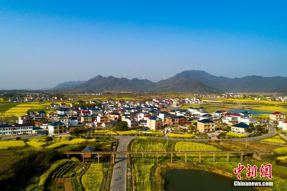 素有贛北糧倉之稱的江西湖口縣武山鎮的萬畝油料生產基地,盛開的油菜