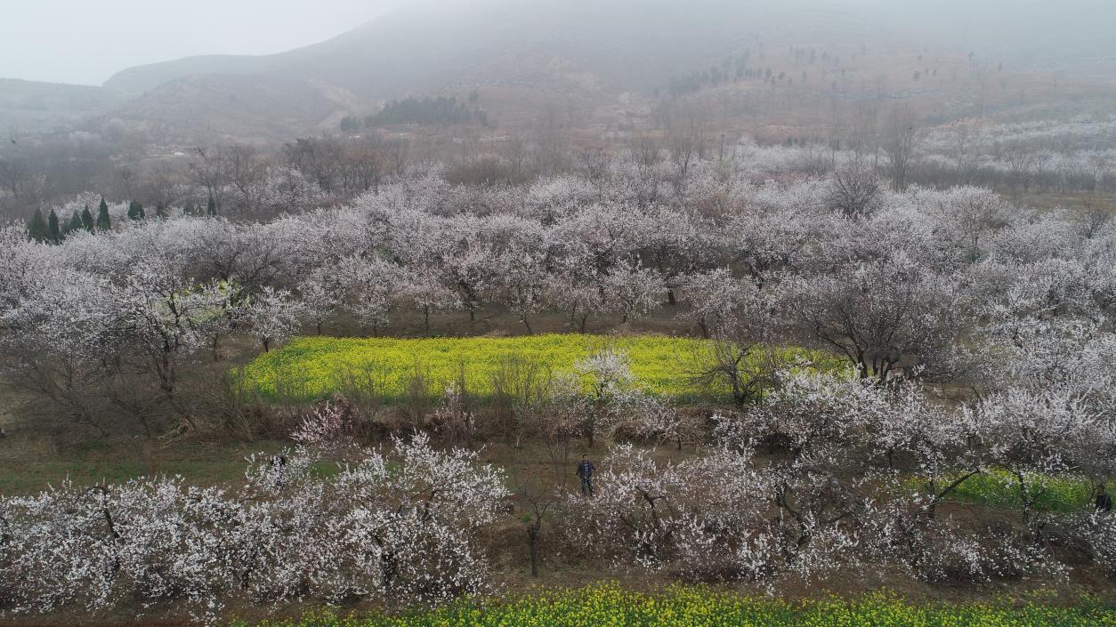 宿州市埇桥区乾山杏花开市民赏花忙