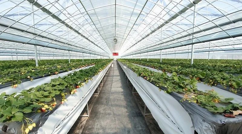 登上微博热搜，贾汪草莓成“平替”？！