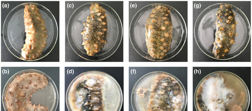 海参还有另一大绝技,叫做自溶.