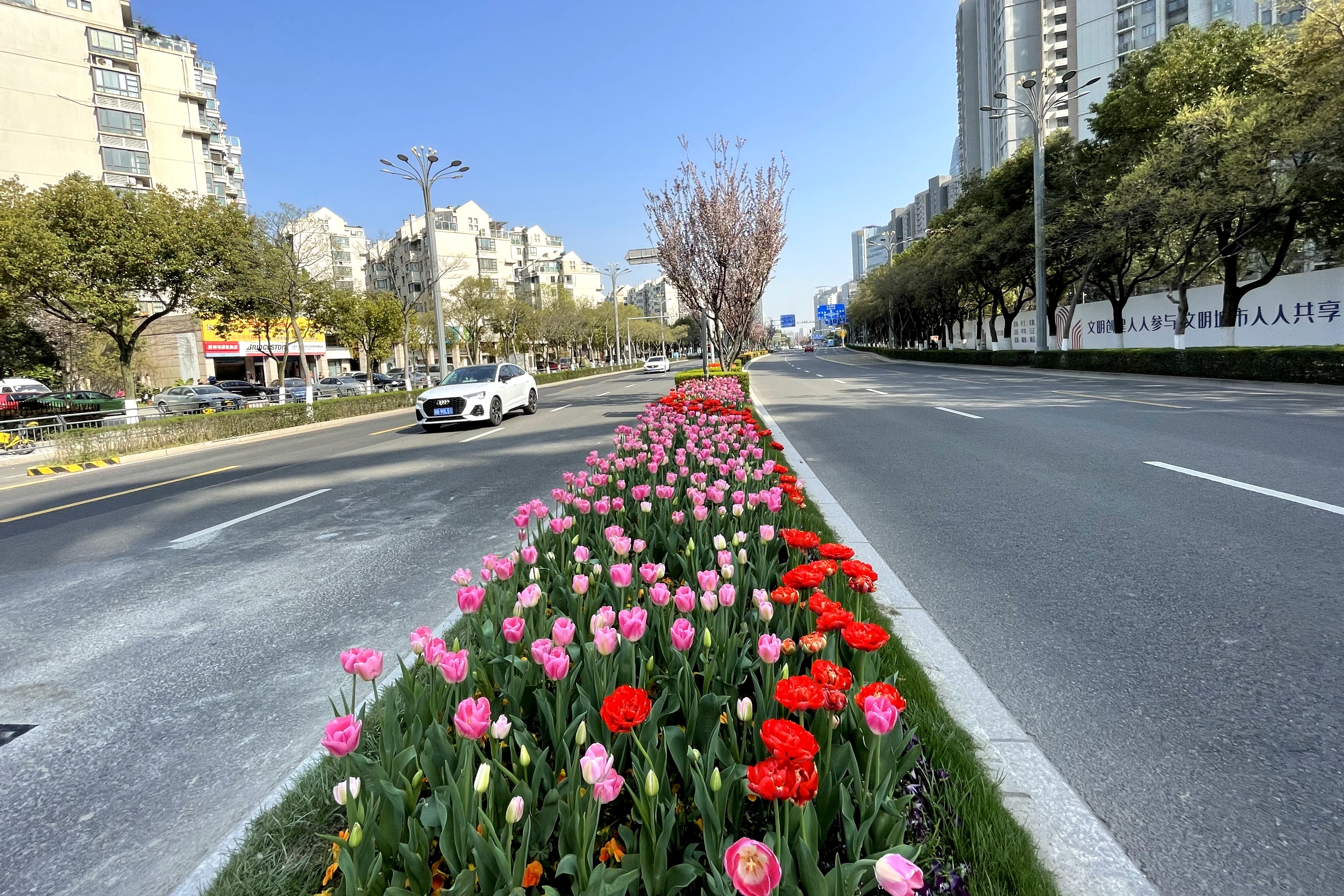 丽江西路及人民路部分路段打造郁金香大道,除了搭配的三色堇等草花