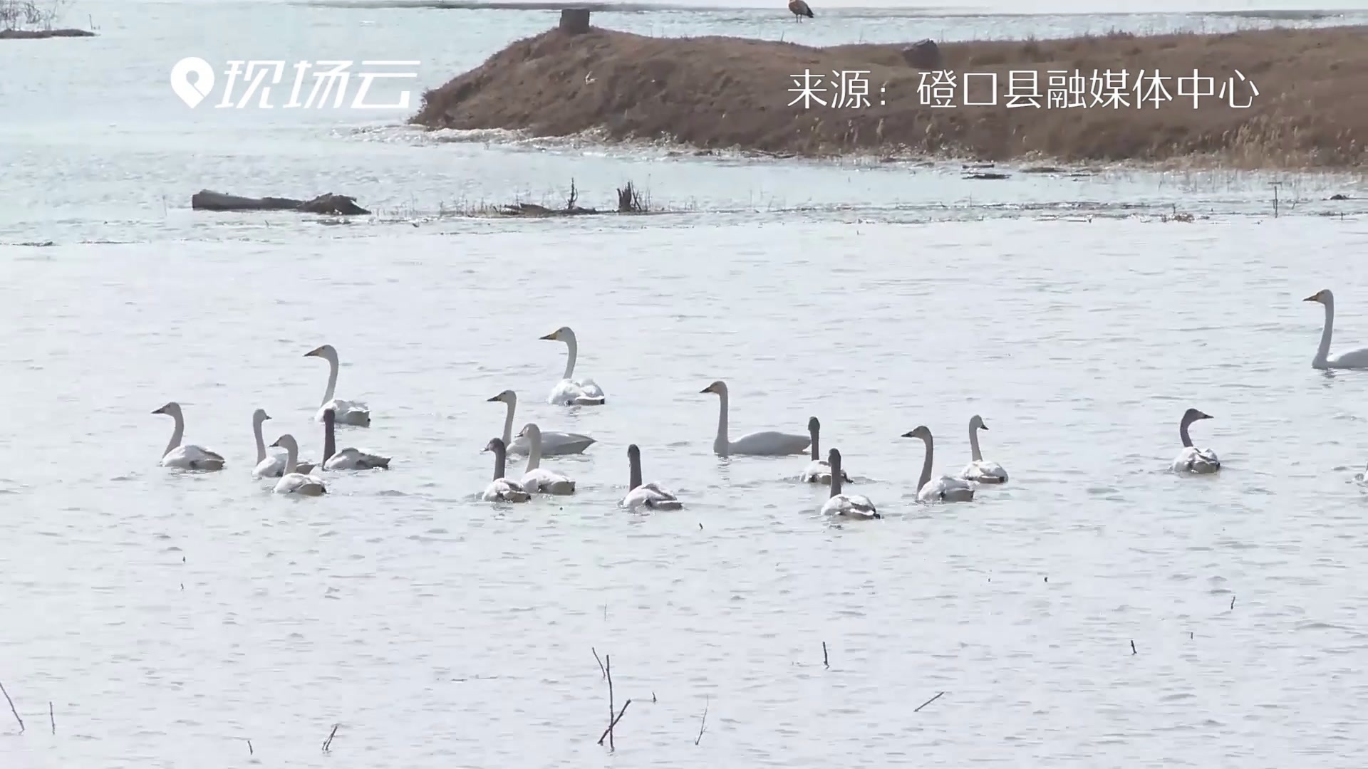 飞鸟翔集！内蒙古沿黄河湿地迎来候鸟迁徙高峰
