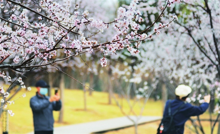 迎泽公园里的山桃花绽放
