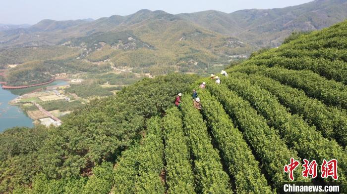 小小茶叶变身致富金叶宁波慈城古茶园飘来第一缕茶香