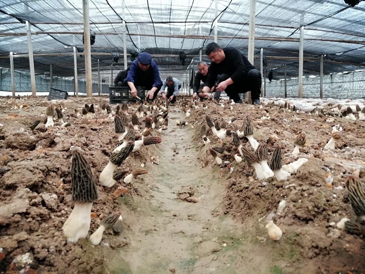 图为羊肚菌种植大棚外景.贾震 摄