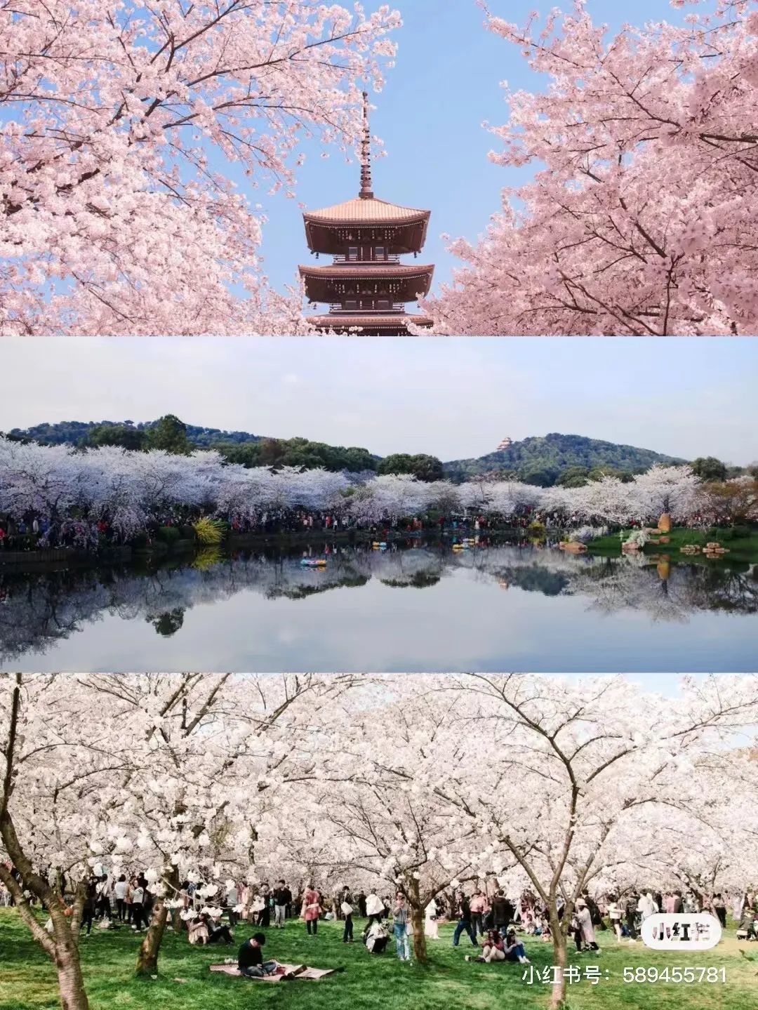 《【摩登平台手机版登陆】第三年了 我还是没能去武汉看樱花》
