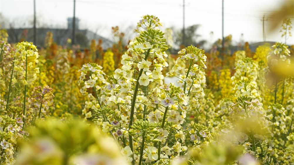 江西农业大学油菜花图片