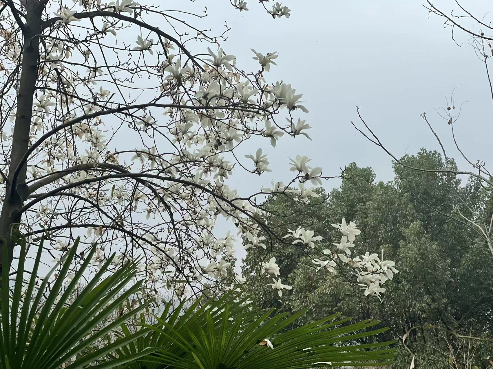 春到武当太子坡来一场治愈身心的旅行