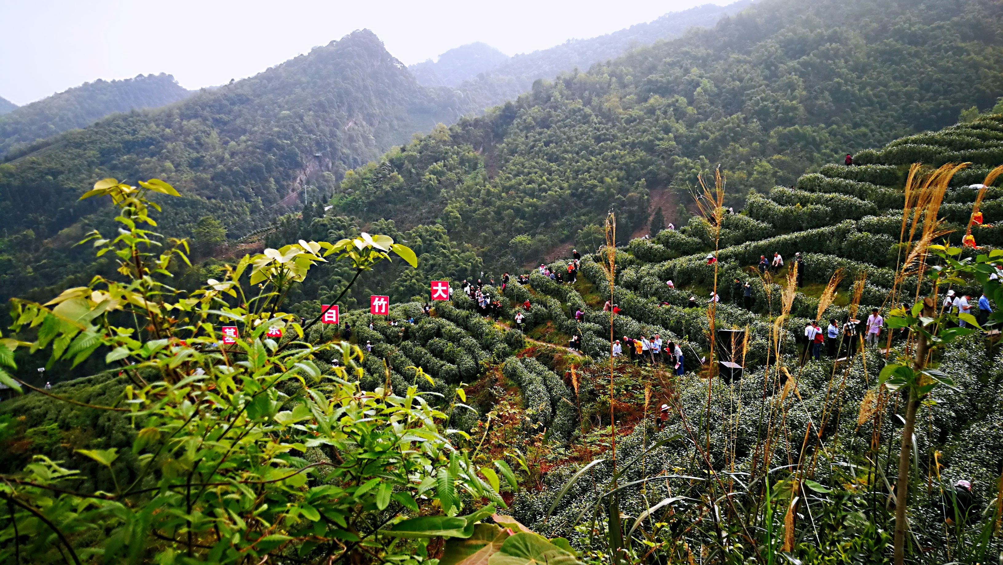 又是一年喊山時四川省大竹縣舉辦第六屆喊山開茶文化節