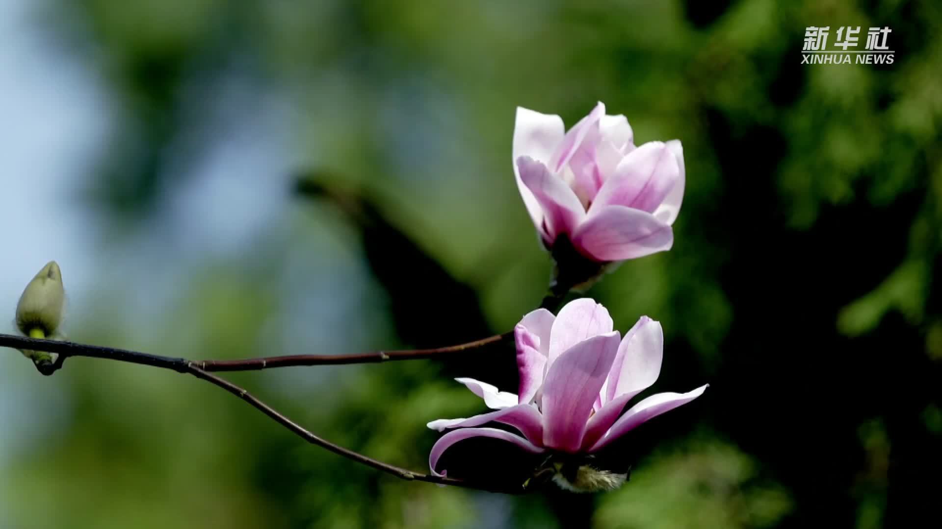 光彩夺目！400多岁古旱莲进入盛花期