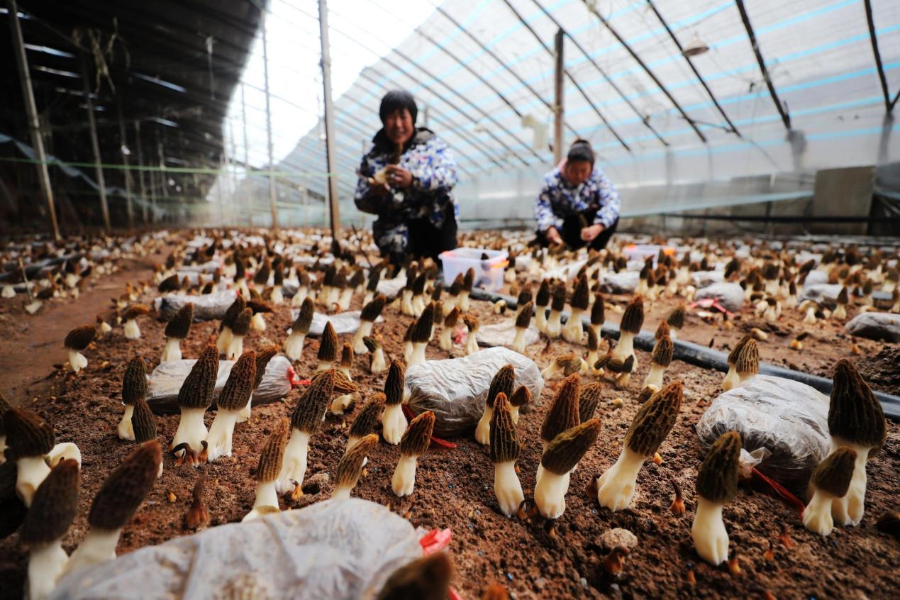躬身钻进平乡县绿丰源蔬菜种植专业合作社冬暖式羊肚菌大棚,菌味清香