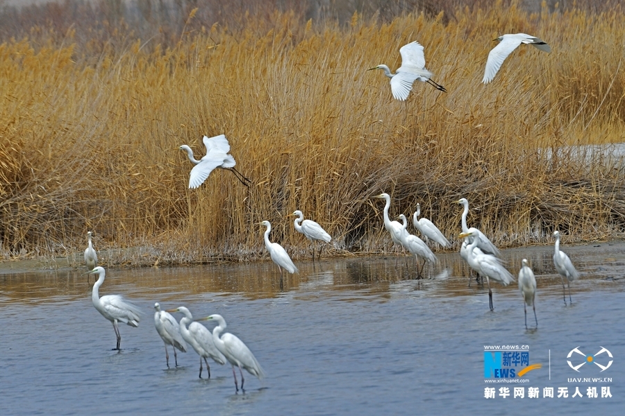 甘肃高台：黑河湿地白鹭飞 别样春色惹人醉