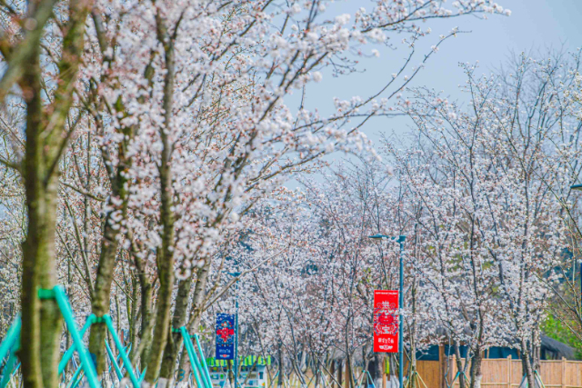 新龙生态森林公园樱花图片