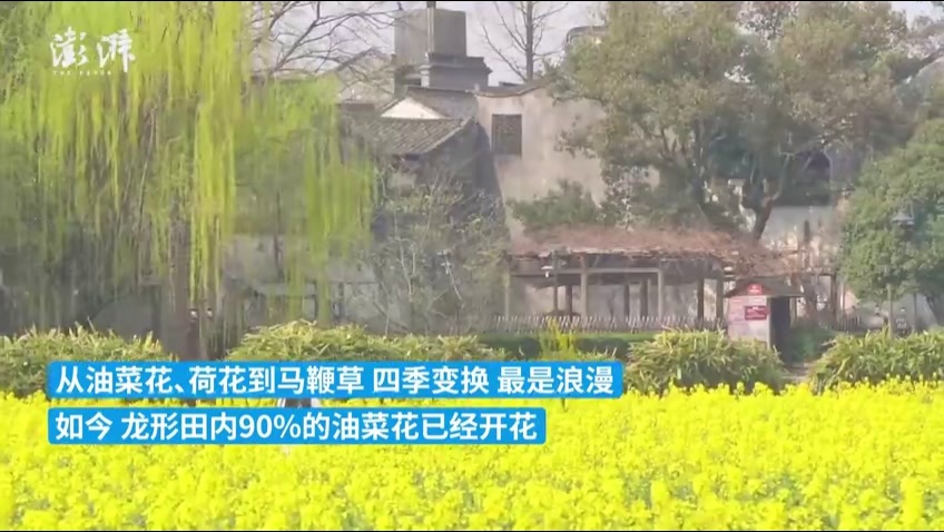 乌镇景区油菜花盛开，开启“赏花”金色画卷