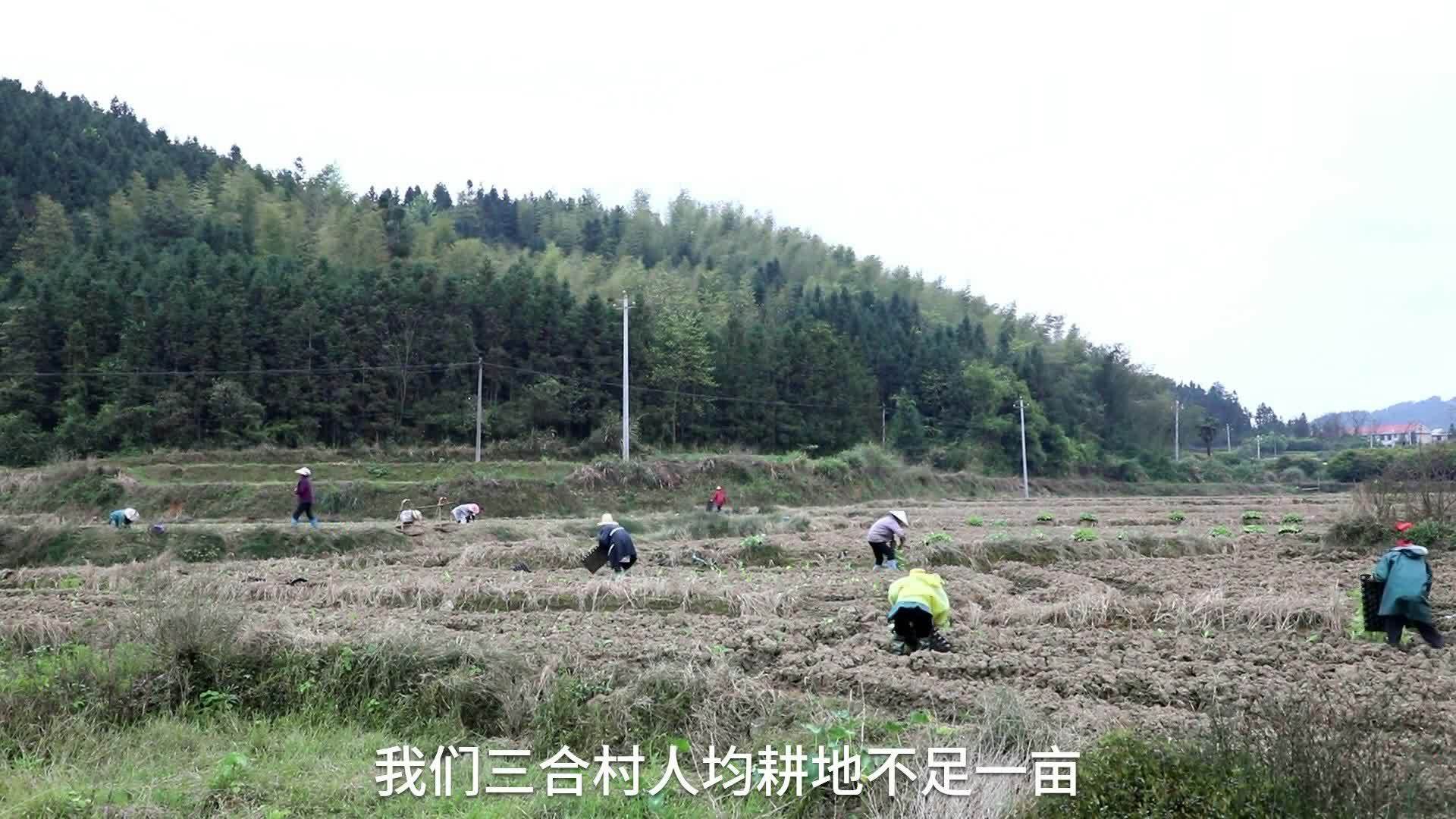 守护耕地 跟着“田长”去巡田